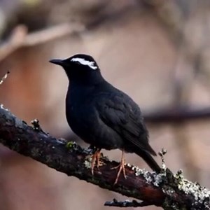 Good morning #Birds & #Nature! Siberian Thrush (Zoothera Sibirica) | BIRDS & Nature