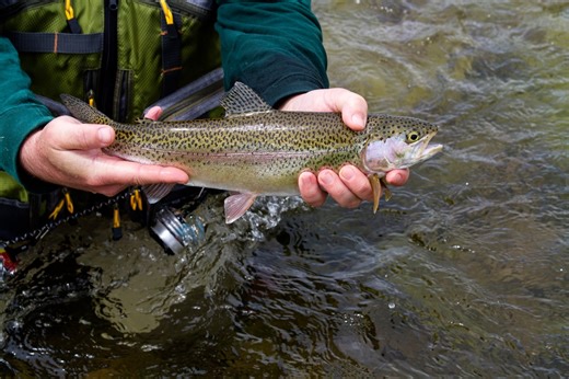 Pennsylvania Fish and Boat Commission announces adult trout stocking schedule