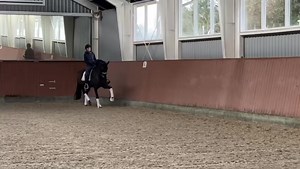 5.9K views · 226 reactions | Den gudesmukke HP Tiramisu (Furstenball x Florencio x Rubinstein) er startklar til MB2 i weekenden på Frederiksværk Ridecenter. Vi er ret vilde med den vidunderligt smukke hest ♥️ | HP Horses | Facebook