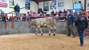 Charolais Store Cattle in Demand at Longtown Mart Store Cattle Sale on 30th September '23 - CHAROLAIS meeting the Requirements of PRODUCERS and FINISHERS | British Charolais Cattle Society