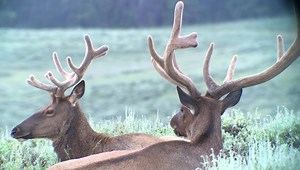 34 reactions | Bull elk ruminate in Yellowstone's Hayden Valley on a recent EcoTour. Elk have an extra stomach known as the rumen which provides habitat for the diverse microbial community they depend upon to aid in digestion of plant matter. Their gut must be working quite hard right now to grow these antlers! www.jhecotouradventures.com | Jackson Hole EcoTour Adventures | Facebook