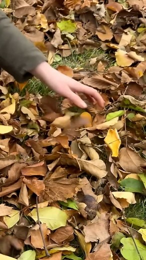 Picking Walnuts with Rocky #food #foodie #foodporn #instafood #foodphotography #foodstagram #foodblogger #yummy #foodlover #delicious #instagood #love #healthyfood #restaurant #homemade #dinner #foodies #foodgasm #lunch #like #cooking #tasty #foodpics #follow #instagram #healthy #chef #dessert #breakfast #photooftheday | Food Daily