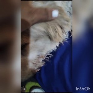 28 reactions · 13 shares | PERRITO FUE ACUCHILLADO POR DEFENDER A SU DUEÑA NECESITA DE AYUDA  YAPE: 927 145 820, Sandra Yaneth Barriga Rivera | Refugio Animal Chiclayo | Facebook