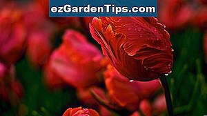 Факти за цветето на кръвта 🌱 Съвети Градинари - Bg.ezGardenTips.com