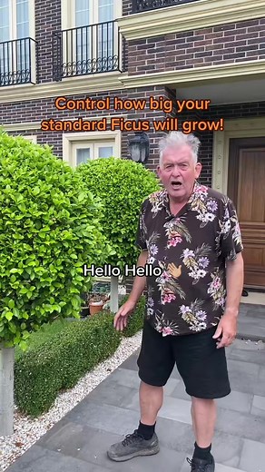 5.4K views · 59 reactions | Control how big standard ficus will grow! Search 'ficus hillii standard' at thetutuguru.com.au | Hello Hello Plants & Garden Supplies | Facebook