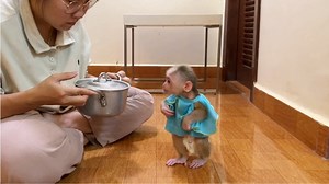 Nouti Chichi Extremly Curious To Open P0t For What's Snack Today..? #monkey | PavPav ChiChi TV