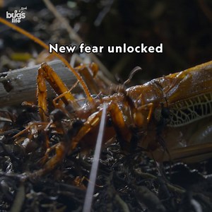 Expertly swarming their prey, there's no escaping these army ants 🐜 #ARealBugsLife is now streaming on Disney . | National Geographic Animals