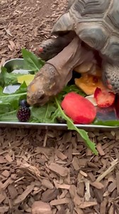 38K views · 2.6K reactions | A happy 50th birthday to Henry! Henry is a red-footed tortoise, and resides in our South American Tropical Rainforest and Aviary. His birthday “cake” was made up of his favorite fruits on a bed of dandelion greens and Belgian endive. Look how excited he was! Yum! | San Francisco Zoo | Facebook