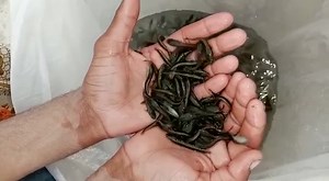 Fish Farming in pakistan, Biofloc Fish Farming in Pakistan, Fish Seed Raho, pangasius, Sole, tilapia, silver, grass ,Malli, cat fish. Contact 03008820519,03437077773 #biofloctechnology #FishSeed #biofloctech #bioflock #pangsiusseed #bioflocfish #bioflocos #biofloctraining #fish #fishseeds #bioflocsystem #bioflocfishfarming | Zarai Pakistan