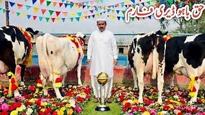 Imported Cows | Top Breed Cow | Highest Milking Cow | Cow For Sale In Pakistan | Haq Bahoo Dairy Farm #cow #dairyfarming #jhangjanwarmandi #milkingcows #cowforsale #cowfarming | Jhang Janwar Mandi