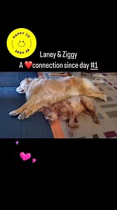 #cockapoosofinstagram #cockapoo #golden #retriever #goldenretrieverlife #goldenretriever #neighborhood #petsittersofinstagram #goldenretrievers #goldenretrieverdays #ilovemygolden_retriever #cockapoos #cachorro #smallbusinesssupport #doghotel #cockapoo_corner #dogslife #dogmomsofinstagram #petsittingservices #happy #nycdogsofinstagram #longislanddogparents | Pamper ur Poochie Boarding Parlor | Facebook