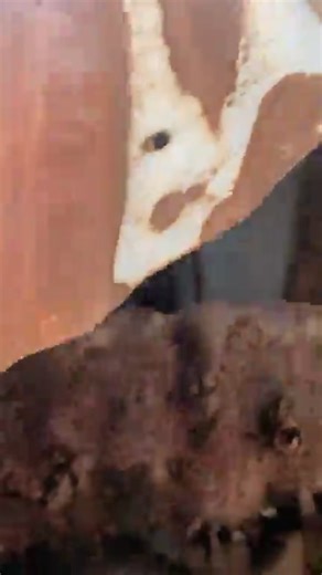 💔 Breaking News: Voinjama, Lofa County : Koluhun Rural Community Finance Institution Robbed 😭 | Pepper-Bird