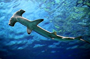 ★ Dyk ned i de majestätiska blåvattnen i To Sua Ocean Trench i Samoa ★  - Australien