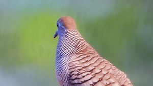 Eine gefleckte Taube, die singt (Spilopelia: Stockvideos & Filmmaterial (100 % lizenzfrei) 1103103033 | Shutterstock