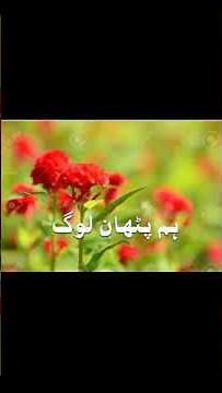 Pathan status . Hum pathan log