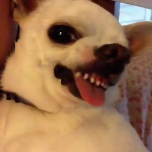 Why can't we be friends? | Cute Animals