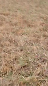 On this Tuesday morning, I was outside exercising my beagles when I came across three large doe deer 🦌. | Catron's Kennel