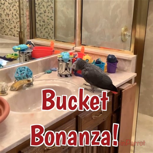 4.4K views · 338 reactions | Einstein is having a blast on the counter, turning playtime into a Bucket Bonanza! He tosses his toys and colorful buckets onto the floor, making sure no handle stays attached for long. Adding to the fun, he bangs the buckets like drums, creating his own rhythm in sync with the light jazz music playing in the background. Watch as Einstein turns an ordinary play session into a musical masterpiece! | Einstein the Talking Texan Parrot | Facebook