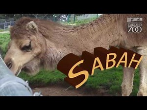 Camel Color Mystery: SOLVED! at Oakland Zoo