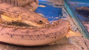 29 reactions | Prehistoric monsters! These Polypterus congicus are in superb condition. They are long term captives and are approximately 11-12” long. Price can be seen during this short video. Tel 01773 861255 | Wharf Aquatics | Facebook