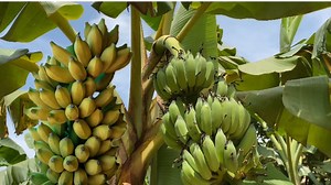 5.7K views · 19 reactions | how do bananas grow? | Ra Chhann | Facebook