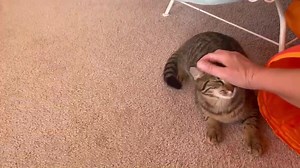 Humane Society of Manatee County on Reels | Facebook