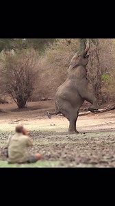 2.9K views · 160 reactions | In Mana Pools, Zimbabwe you will find some very unique elephant feeding behaviour. As the tree canopy gets higher from browsing only the tallest and most ingenious elephants will get to feed. Some elephants as shown in this video have learnt to stand on their two back legs allowing them to be able to reach higher into the trees. This shows how wildlife can adapt to circumstances and learn new survival skills.  Marlon du Toit IG | Roar Wildlife News | Facebook