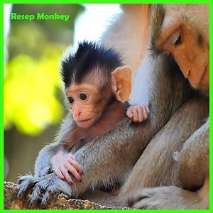 Sadly... Tiny Monkey Crying Loudly Till Lost Sound After Fall Down Very Hard!! | RESEP Monkey