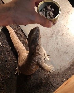 2.5K views · 19 reactions | Perfect way to prevent feeling sluggish after a large meal? Eat snails instead. #CanOSnails Credit: @typhon_the_savmon | Zoo Med Laboratories, Inc. | Facebook