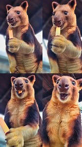 21 reactions · 3 comments | #TonguesOutTuesday with 'Kofi', the king of snacks! #Kofi #TreeKangaroo #CuteAnimals #Tuesday #NatureLover #WILDLIFEsydneyzoo #WILDLIFEsydney #WILDLIFE #Sydney #Endangered  Keeper Renee | WILD LIFE Sydney Zoo | Facebook