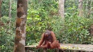 Mating Behavior Orangutans On Feeding Platform (Boranan Orangutan)