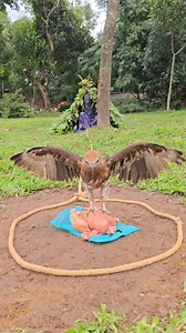 They have developed a great technique for catching hawks. #funny | Mawna