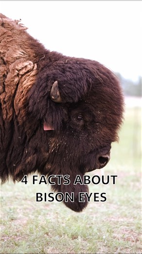 3.2K views · 54 reactions | Ever wondered how bison see the world? ...