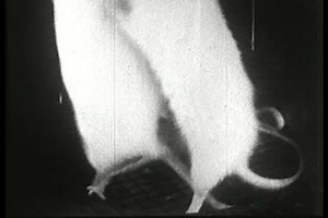 1940s Scientists Use Rats Test Competition 库存影片视频（100% 免版税）4132939 | Shutterstock