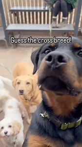 Can you guess these cross breeds? 🤔 #crossbreed #allbreeds #thebedandbiscuitsdifference #daycarefordogs #bedandbiscuits #puppyschool #playdatesforpups #bedandbiscuitskent #sevenoakskent #eynsford #doggydaycare #bedandbiscuits #wheredogscanbedogs #number1inthefield | Bed & Biscuits Daycare for Dogs