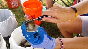 How to clean a scallop lickety-split! | Discover Crystal River Florida