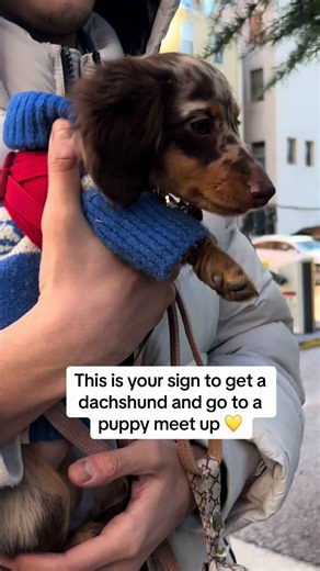 Why everyone loves a mini dachshund