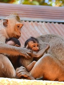 Poor hungry baby crying Mom denied milk #FunnyMonkey #Monkey #MonkeyBusiness, #MonkeyLove #MonkeyingAround #CuteMonkeys #FunnyAnimals, #MonkeyLove, #Wildlife, #AnimalVideos | Monkey Anna
