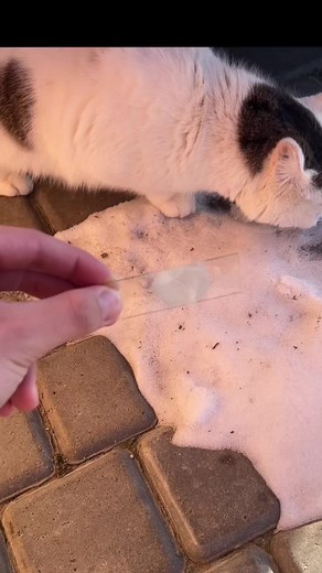 Understanding Why Cats Don't Lick Humans