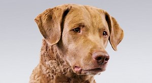 Chesapeake Bay Retriever - Alchetron, the free social encyclopedia