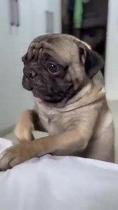 🐶Hermoso perrito PUG LLORANDO #pugs | Monty Pug