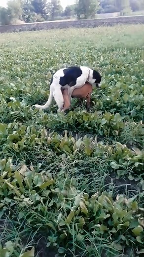 #dogmeeting #doglove #petbusiness #cute #oahuhawaii #doglife #petblogger #cleverdogs #hawaiipets #hawaiidog #dogmomma #dogblogger #bloglife | BB Dog Lover