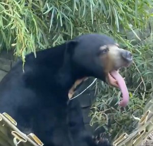 Pagi the sun bear caught on camera sticking out his very long tongue and stretching his arms while in a hammock at California’s Oakland Zoo