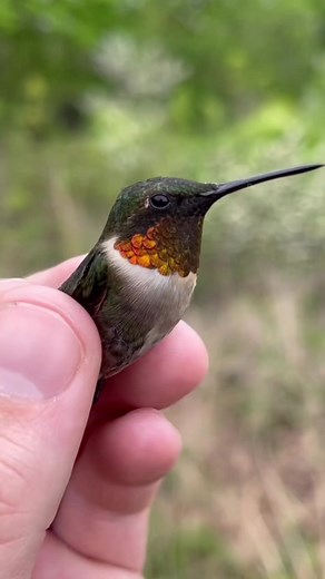 Little princess bird 🕊️ #birds #petsofinstagram #reels #pet #nature #viral Bird Lovers | Bird Lovers