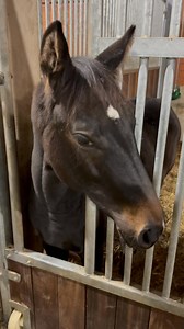 ✨ Grannus – weltweit einzigartig ✨ Unser Stutjährling von Grannus aus einer Cornet Obolensky x Argentinus 💎 direkter Mutterstamm von Arko III – das weltweit einzige Jährlingsstutfohlen von der Vererberlegende Grannus! Wir sind unglaublich stolz und freuen uns jeden Tag über diese bezaubernde Jährlingsstute . ❤️🐎 #Grannus #Einzigartig #Züchterstolz #Herzenspferde #ZuchthofKlatte | Zuchthof Klatte