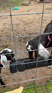 Frosty learns to eat goat pellets like a big boy. #ranchlife #goatlife #ranching #goat #nubiangoats #goatsofinstagram #ranch #nubian | Hot Mess Ranch