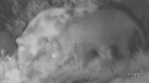 13 reactions | Alexander Junda night one video. Excuse the lack of focus on the video, ole junda had a loose nut on the handle... #coyotecannon #Turbo850 | SNIPER HOG LIGHTS | Facebook