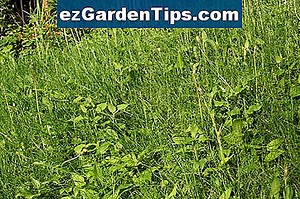 Common Weed Weeds en Missouri 🌱 Tips Jardineros - Es.ezGardenTips.com