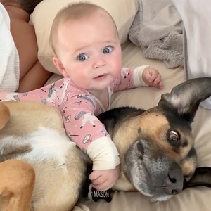 84K views · 1.4K reactions | Babies & dogs cuddling in bed  | MetDaan Tips | Facebook