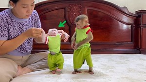 9K views · 219 reactions | Naughty PoPo Doubtful Stare Why Mom Wear Pavpav Outfit Like Him #monkey | Tv Show | Facebook